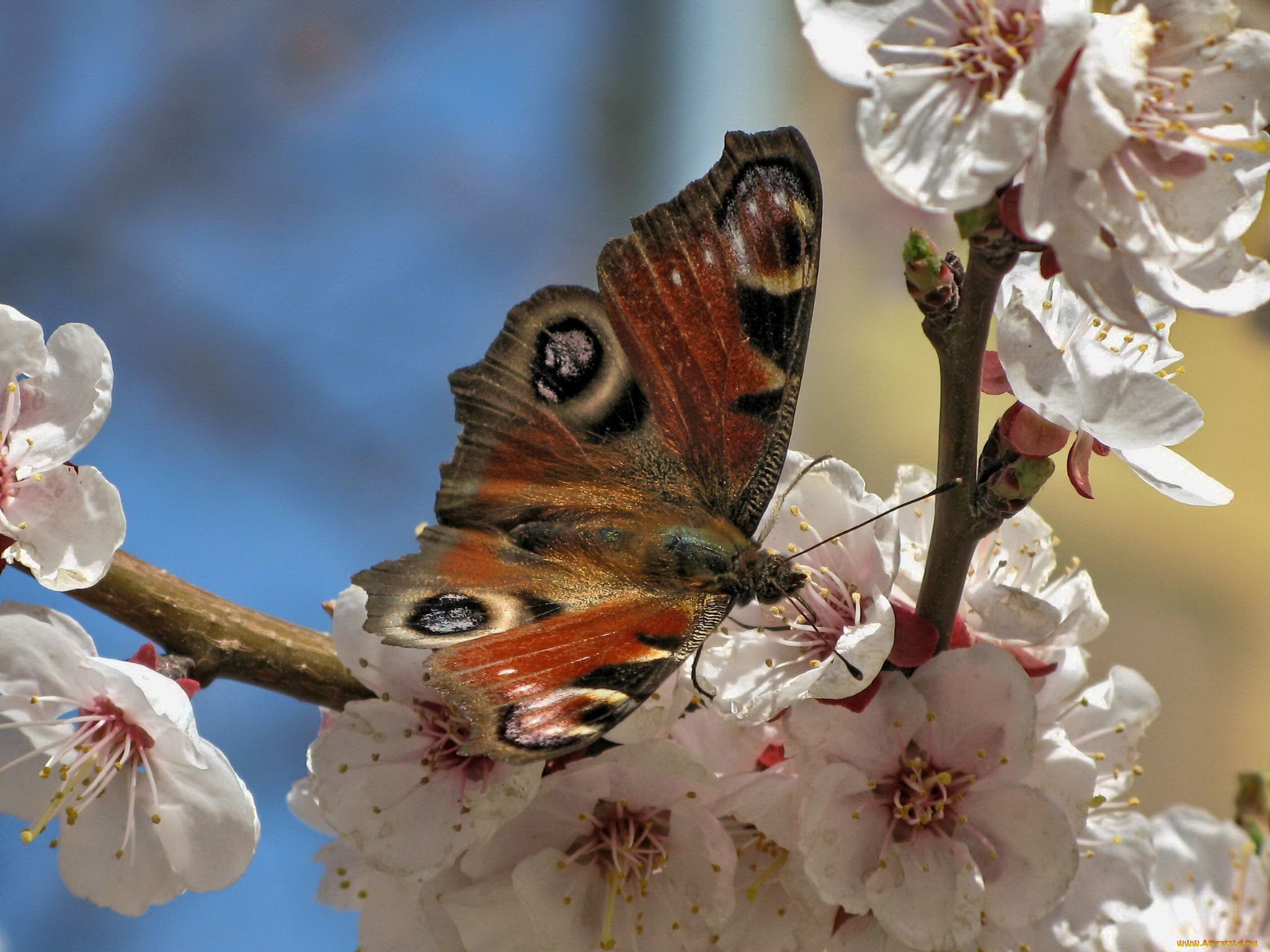 Бабочки весной картинки. Весенние бабочки. Бабочка на цветущей ветке. Бабочка вишня.